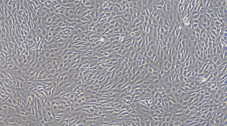 Primary Feline Corneal Stromal cells (CSC)