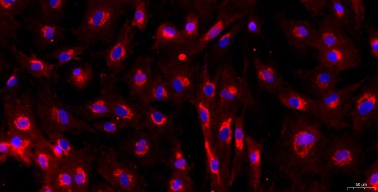 Primary Caprine Tendon Stem Cells ( TDSC)