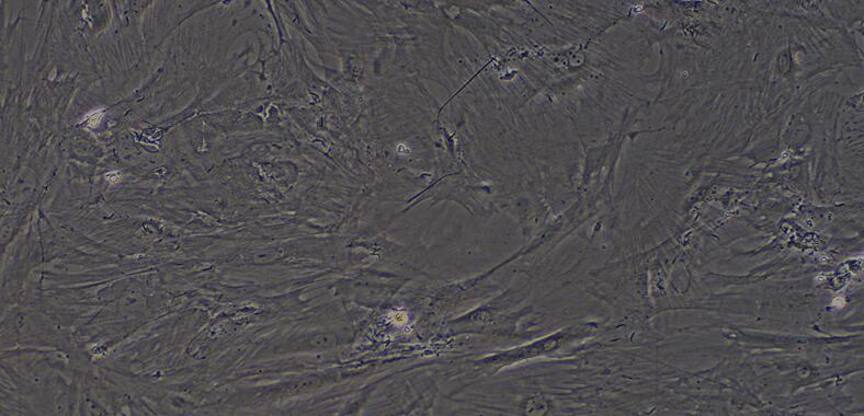 Primary Rat Epididymis Fibroblasts (EF)