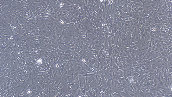 CSI257Fe01.jpg