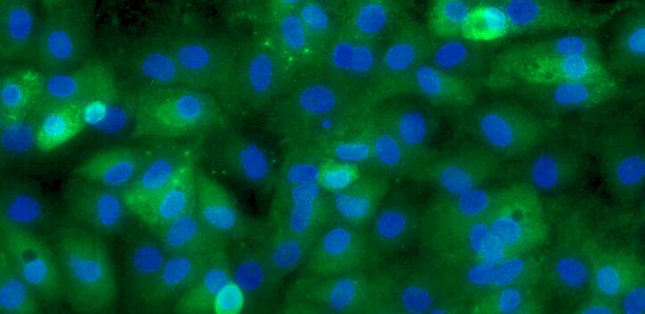 Primary Rat Meniscus Fibrochondrocytes (MFCs)