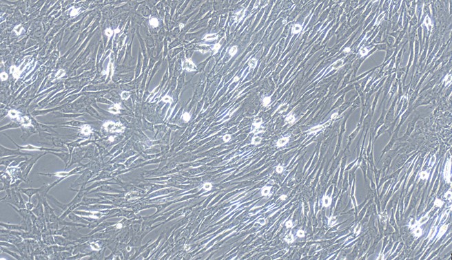 Primary Feline Pancreatic Fibroblasts (PNF)
