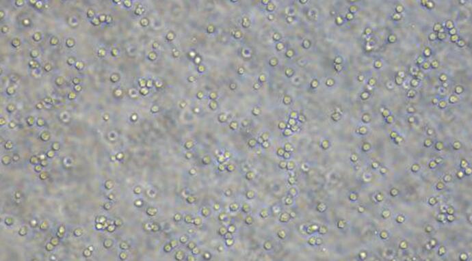 Primary Rat Peripheral Blood Neutrophils (PBNs)