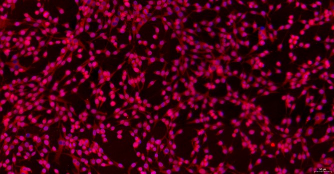 Primary Feline Auricular Chondrocytes (ACC)