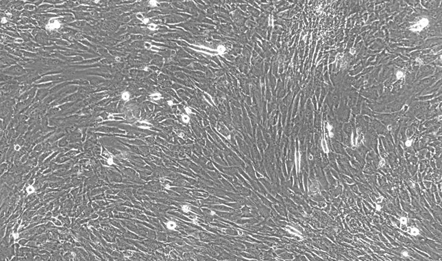 CSI263Mu01.jpg