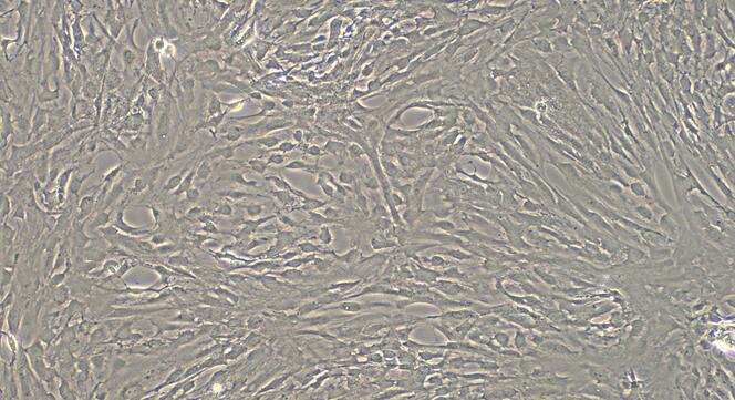 Primary Rat Arachnoid Cells (AC)