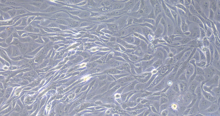 CSI271Cp01.jpg