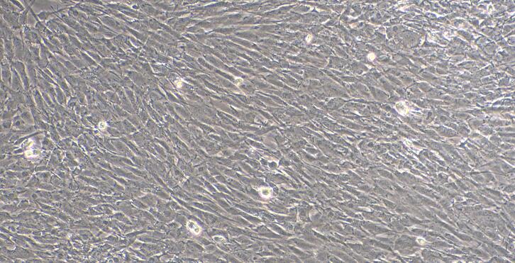 CSI276Cp01.jpg
