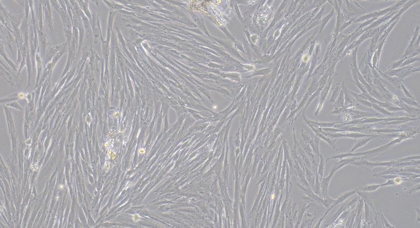 CSI284Ca01.jpg