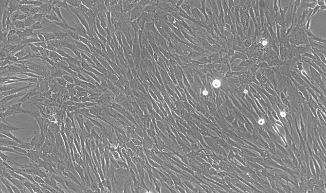 CSI287Ra01.jpg