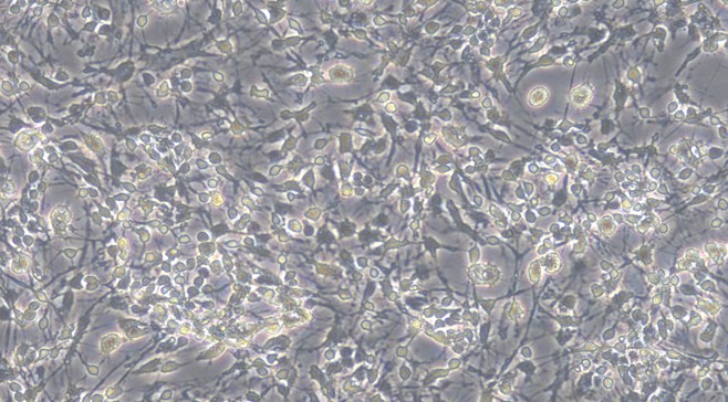CSI290Mu01.jpg