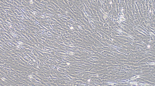 CSI291Ra01.jpg