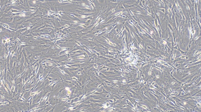 CSI292Mu01.jpg