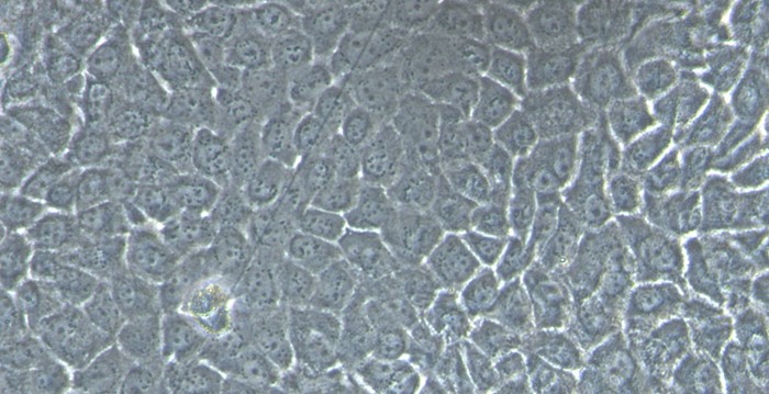CSI294Ca01.jpg
