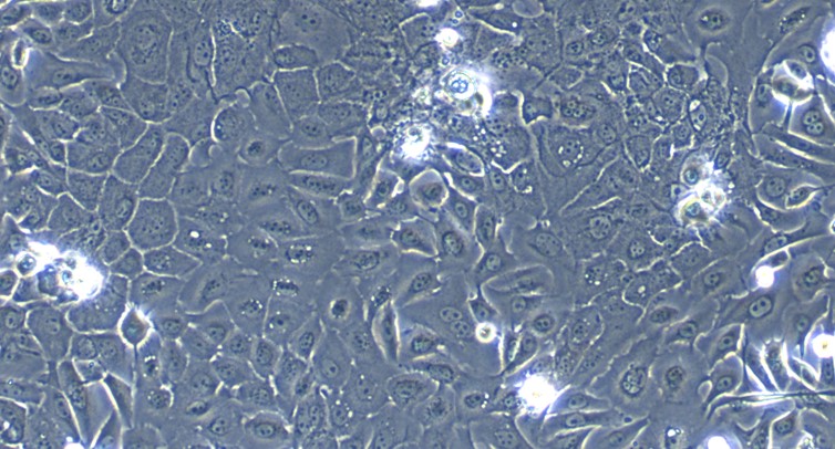 CSI294Cp01.jpg