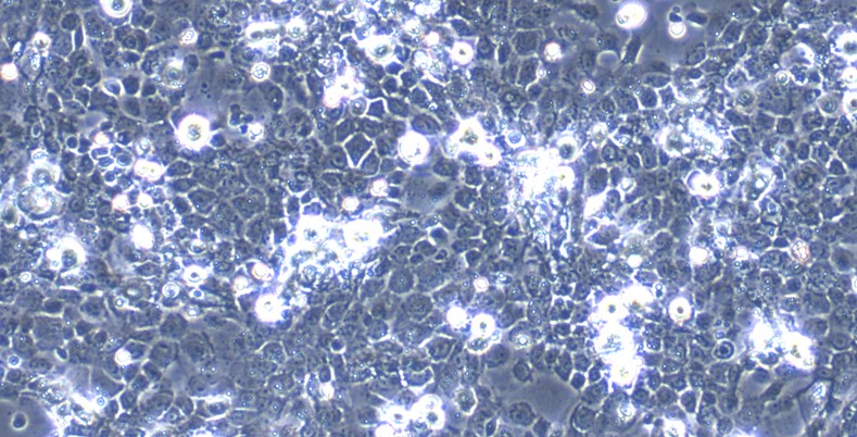CSI294Ra01.jpg