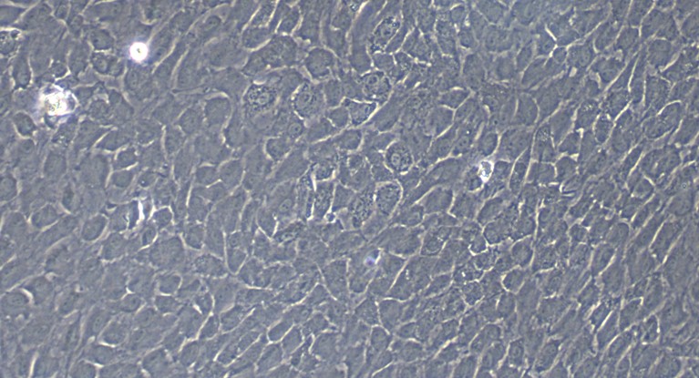 CSI298Ra01.jpg