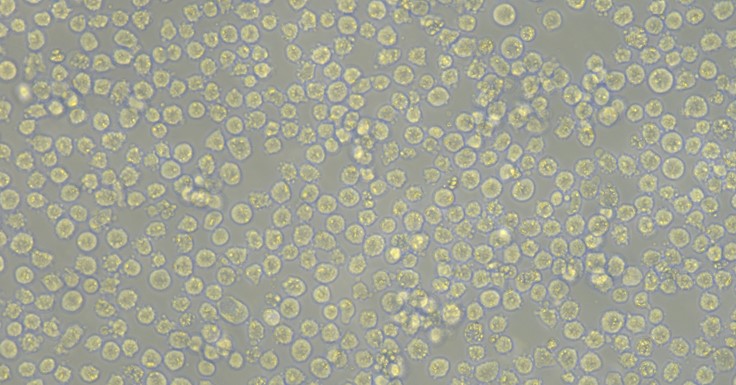 Human THP-1 Monocytic in Leukemia Cells (THP-1)