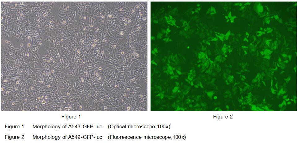 Human A549-GFP-LUC