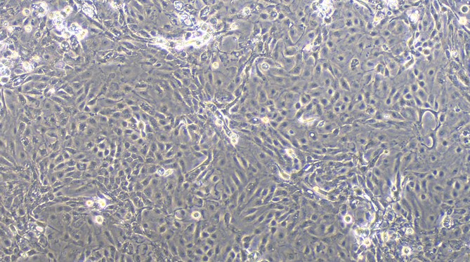 Primary Feline Oral Mucosal Epithelial Cells ( OMEC)