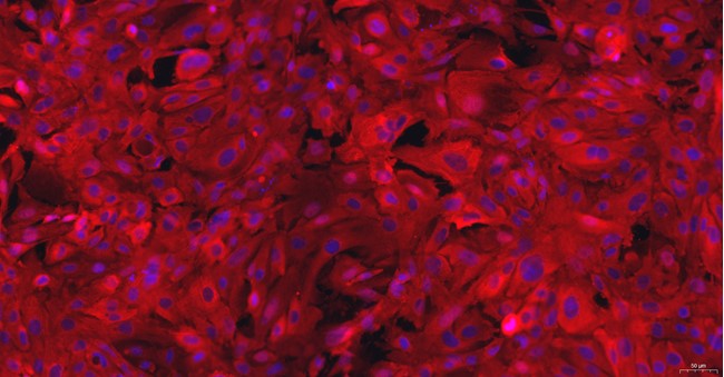 Primary Rat Oral Mucosal Epithelial Cells ( OMEC)