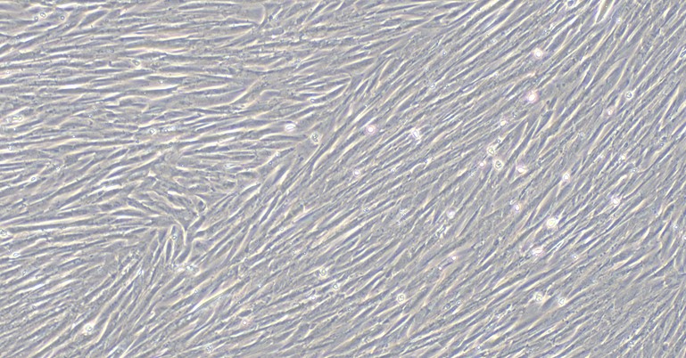 CSI494Ca01.jpg