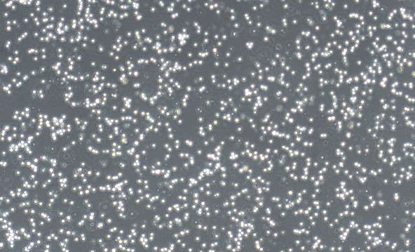CSI905Fe01.jpg