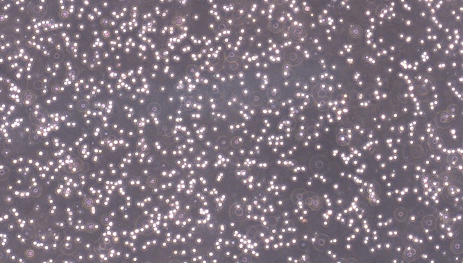 CSI905Po01.jpg