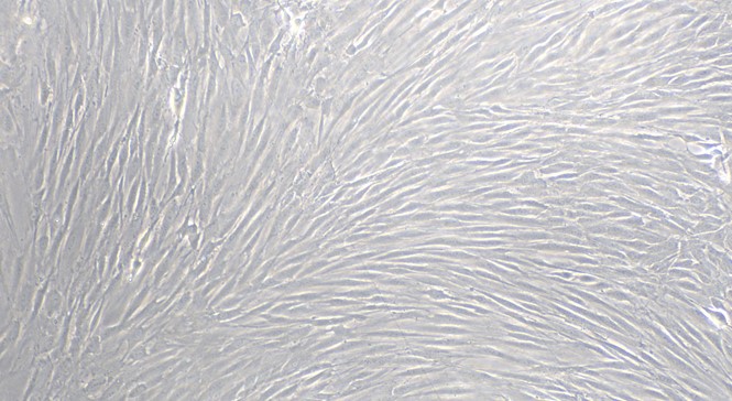 CSI906Ra01.jpg