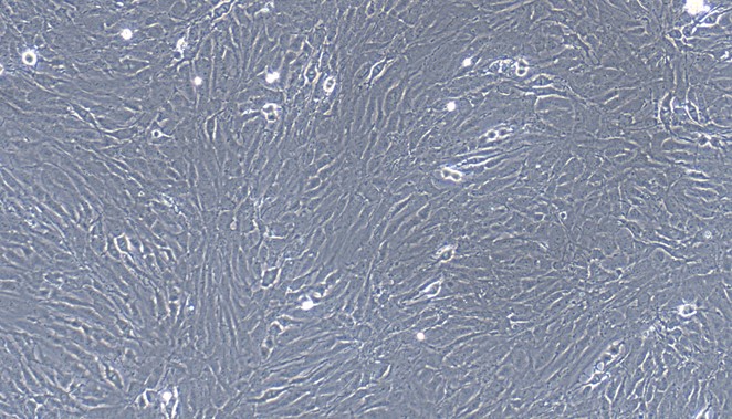 CSI907Ra01.jpg