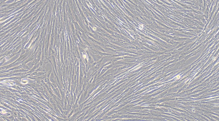 Primary Canine Endometrial Stromal Cells (ESC)