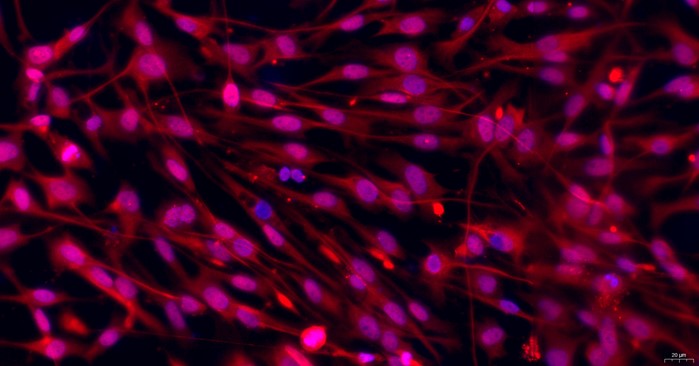 Primary Canine Satellite Glial Cells (SGC)