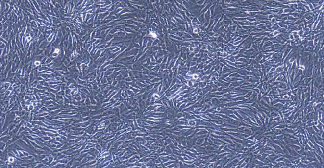 Primary Feline Olfactory Sustentacular Cells (OSCs)