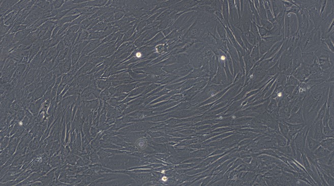 Primary Rat Olfactory Sustentacular Cells (OSCs)
