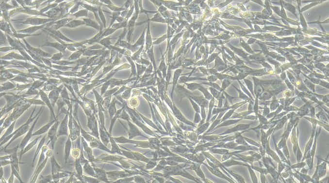 Primary Canine Costochondral Chondrocytes (CC)