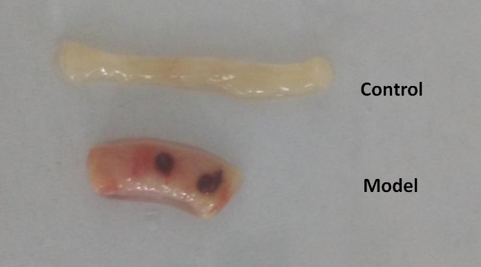 Mouse Model for Colitis