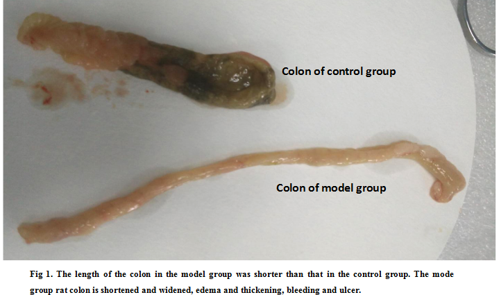 Rat Model for Colitis