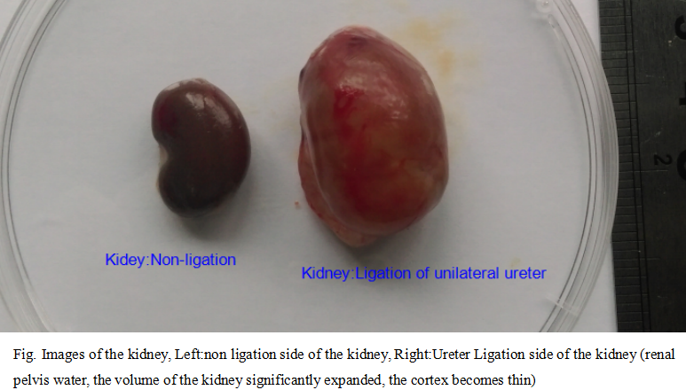 Rat Model for Renal Fibrosis (RF)