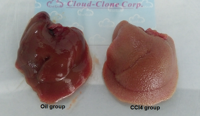 Mouse Model for Hepatic Fibrosis (HF)