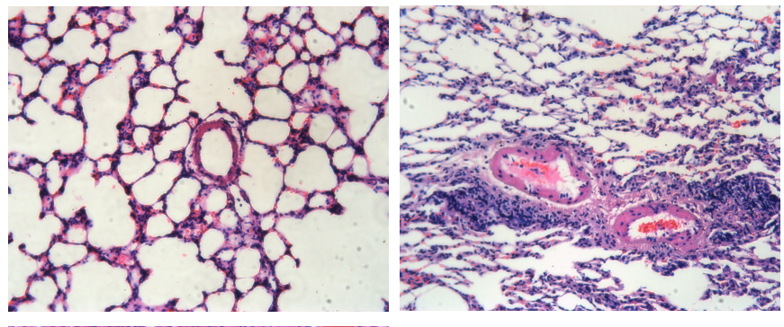 Rat Model for Diabetes Mellitus (DM)