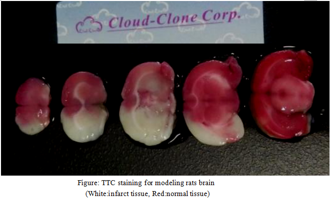 Rat Model for Cerebral Ischemia (CI)