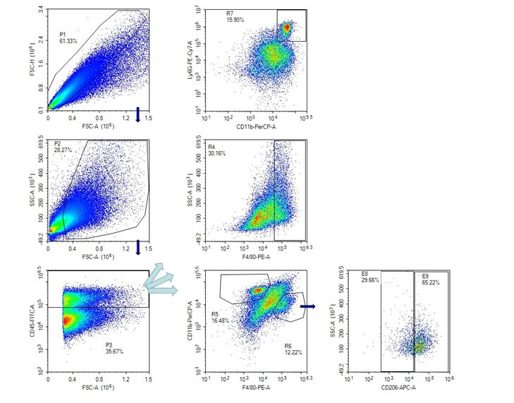 Mouse Model for Hepatic Ischemia (HI)