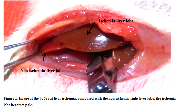 Rat Model for Hepatic Ischemia (HI)