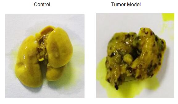 Mouse Model for Tumor Transplantation (TT)