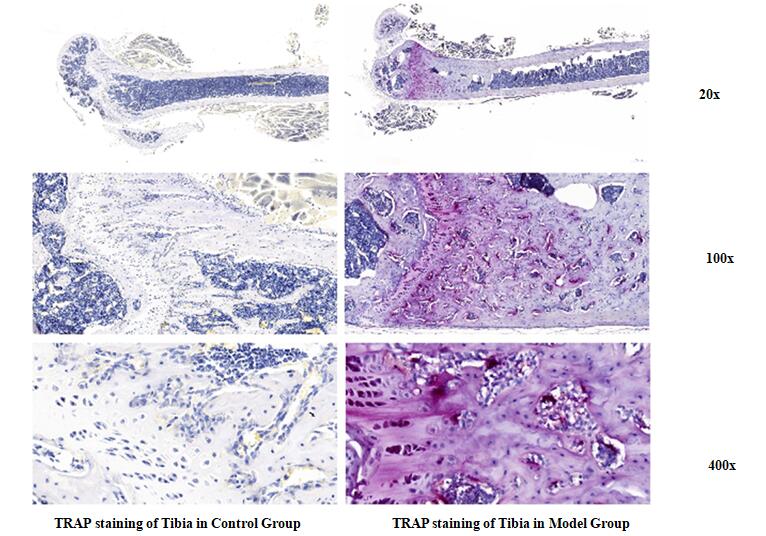 Rat Model for Osteoporosis (OP)