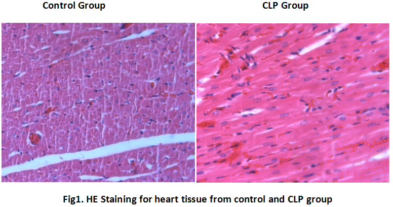 Rat Model for Sepsis