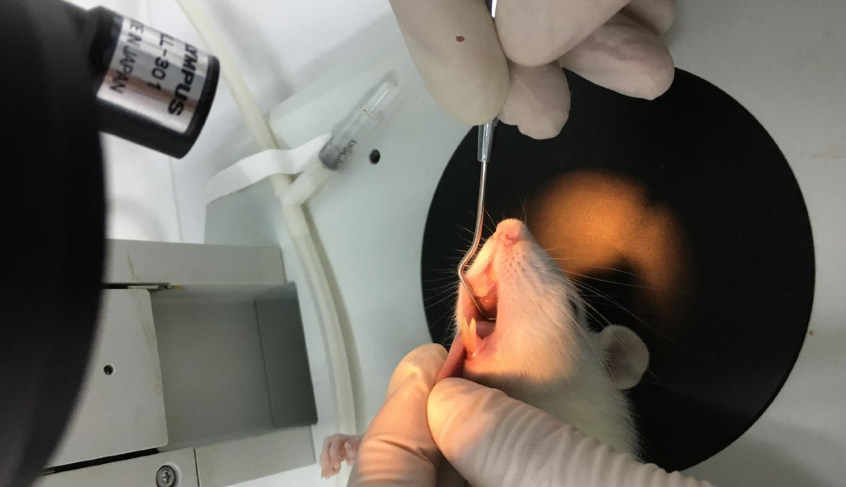 Rat Model for Periodontitis (PD)