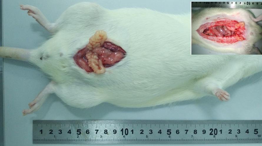 Rat Model for Seminal Vesicle Occlusion (SVO)