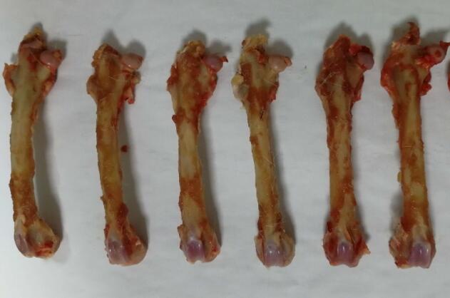 Rabbit Model for Femoral Defect (FD)