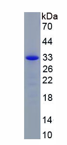 Eukaryotic Angiopoietin 1 (ANGPT1)